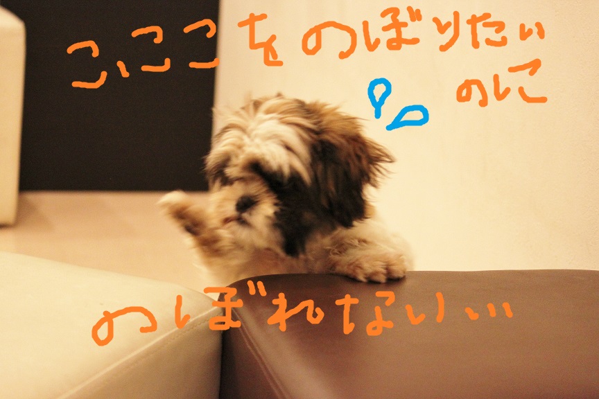 シーズーの子犬さん里親募集です♡ → 決定しました♡_c0245679_22483286.jpg