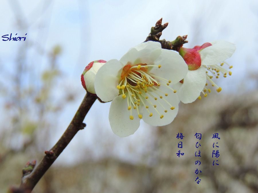 c0187781_16223104.jpg