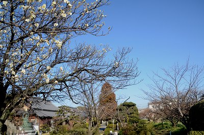 龍雲寺　春色_c0229483_0262691.jpg