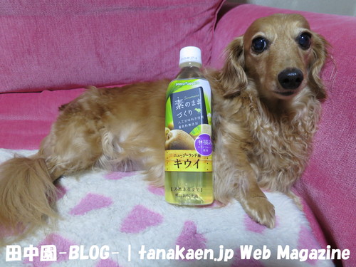 安行でも一ニを争う大きさのピセアプンゲンスホプシーが入荷！_b0200291_2143641.jpg