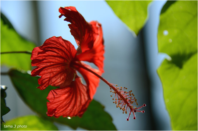 冬の温室で赤い花 Tama 季節のアルバム