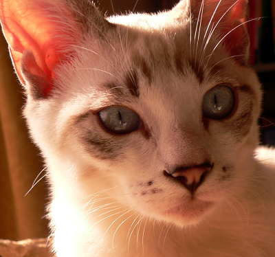 a0333195_09134086.png