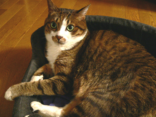 a0333195_09155089.png