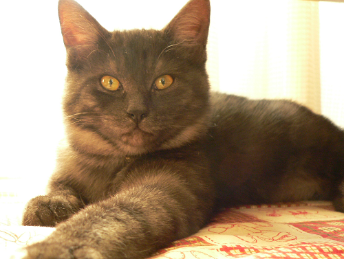 a0333195_09454119.png