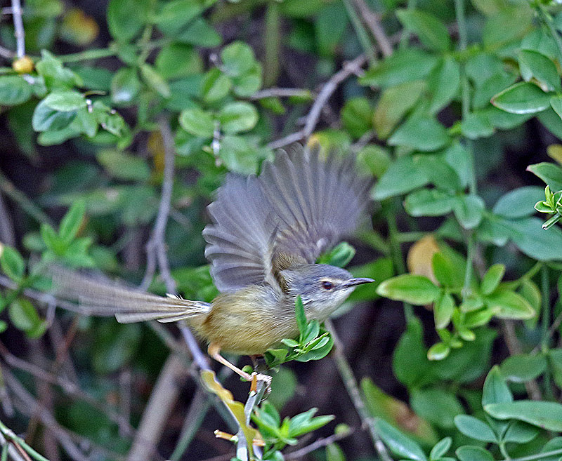 妖艶な瞳・・「アオハウチワドリ（青羽団扇鳥）」_d0195897_1332279.jpg