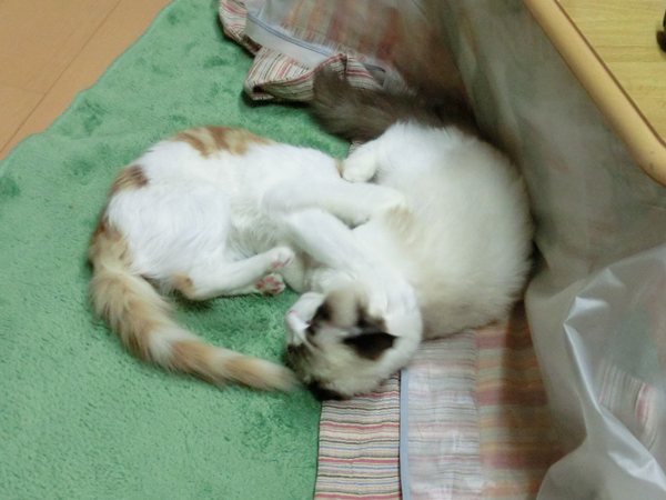 フウコ 避妊手術から完全復活 馬と猫 おまけに車 フウコ 避妊手術から完全復活 馬と猫 おまけに車