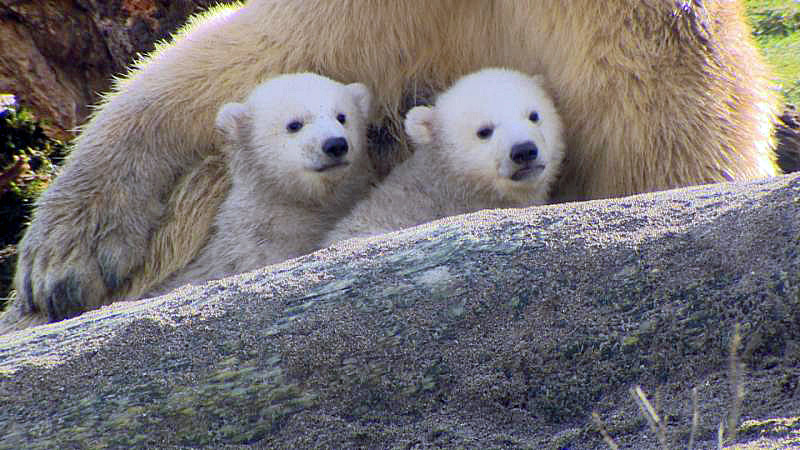 オランダ・ロッテルダム動物園で誕生の双子の赤ちゃん、オリンカお母さんと共に戸外に初登場_a0151913_21592918.jpg