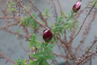 夏越しの花かんざしと大きくなった矢車草 たまの 雑記帳