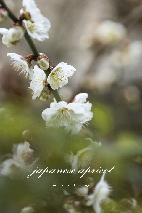 雨上がりの梅の花。_d0124248_17002915.jpg