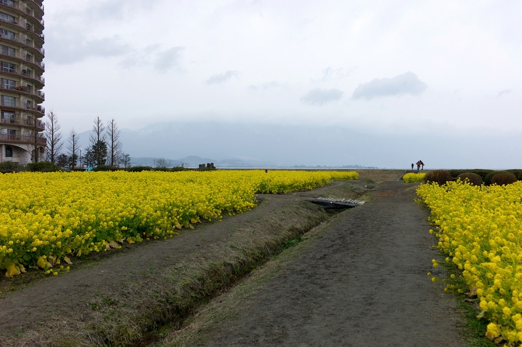 菜の花を見に_f0323351_12104187.jpg