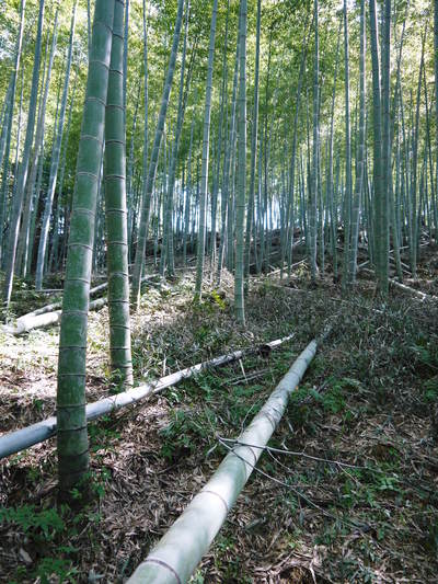 幻の白い「長生たけのこ」　今年もまもなく収穫です！直前取材　その１_a0254656_185811.jpg