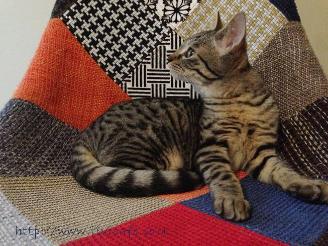 猫ちゃんとの旅行_e0040957_23532289.jpg