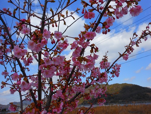 春の訪れを告げる河岸の桜_e0175370_1353541.jpg