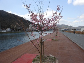春の訪れを告げる河岸の桜_e0175370_13542499.jpg