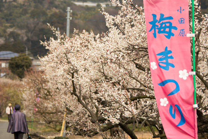 小田原「梅まつり」（曽我別所梅林）と　開成町　瀬戸屋敷の　「ひな祭り」_b0041473_1530479.jpg