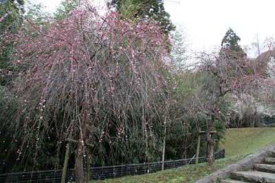 初めての「百梅園」_c0152779_1012963.jpg