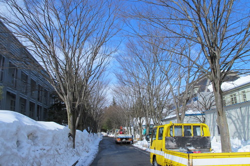 猛吹雪の翌朝の青空、米沢キャンパス風景・・・２）　２月２８日_c0075701_1020392.jpg