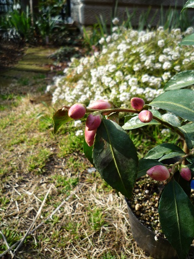 e0234004_17422726.jpg