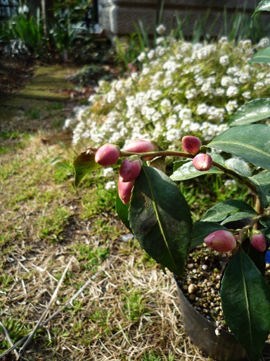 結構お買い得な花苗達！_e0234004_17422726.jpg