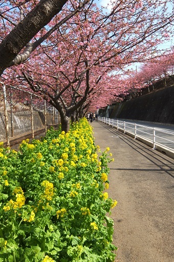 三浦海岸の河津桜✿満開です！_d0140708_12313957.jpg