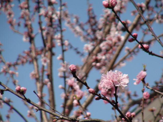 花桃（はなもも）も５分～８分咲・・・2015/2/28_f0231709_2022026.jpg