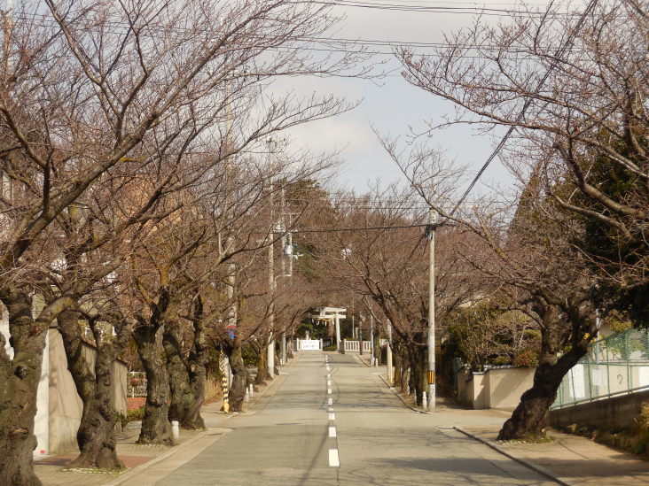 こうすけの 上ヶ原早春賦_b0305811_15034510.jpg