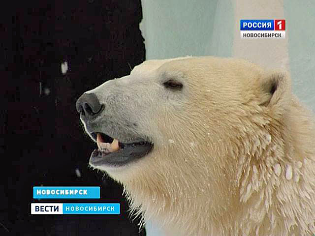 ロシア、ノヴォシビルスク動物園の 「国際ホッキョクグマの日」 のゲルダ、クラーシン、そしてシルカの姿_a0151913_0413784.jpg