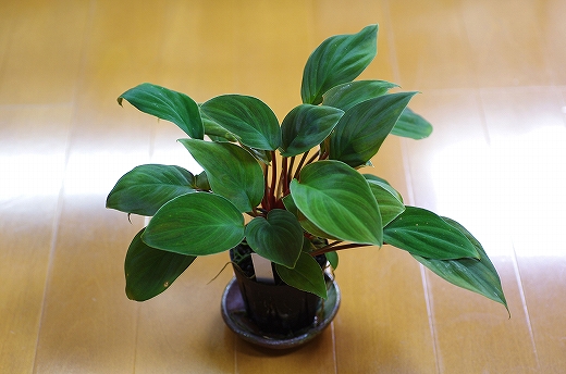 Homalomena sp.sekadau 【LA1111-00】 Homalomena sp. from Sekadau [LA] | M・R・G・R