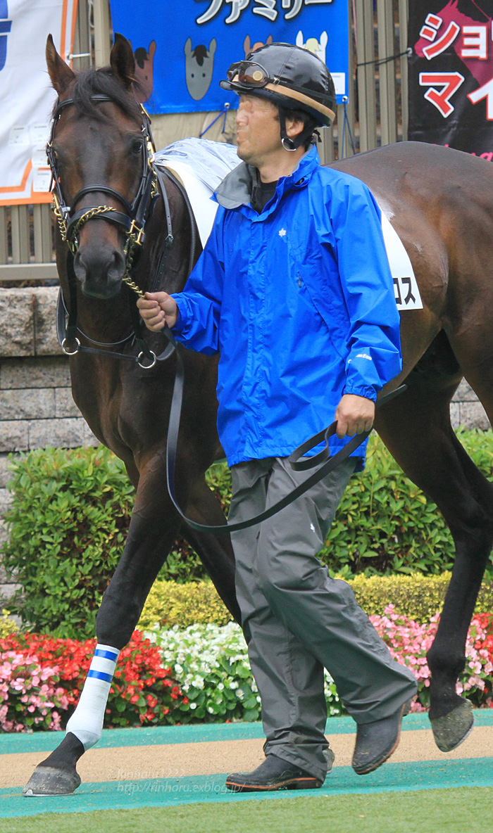 2014.6.8 東京競馬場☆マイネルアクロス【Thoroughbred】_f0250322_1850330.jpg