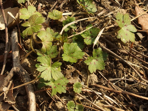 ゲンノショウコとウマノアシガタ ノビルのからあげ