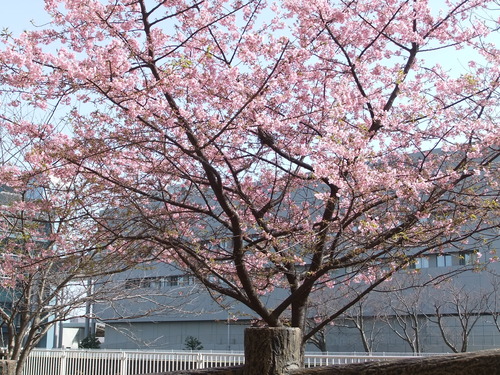 梅と桜..小出川を散歩!_b0137932_13231549.jpg