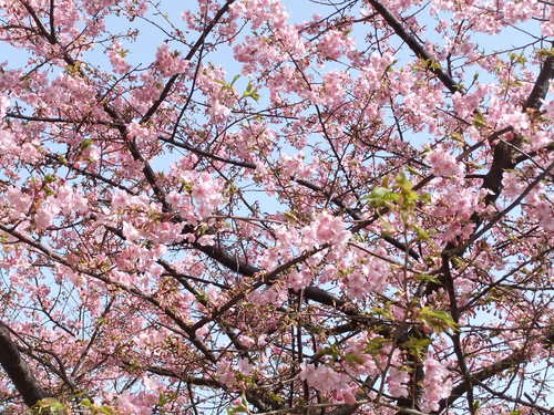 梅と桜..小出川を散歩!_b0137932_13241716.jpg