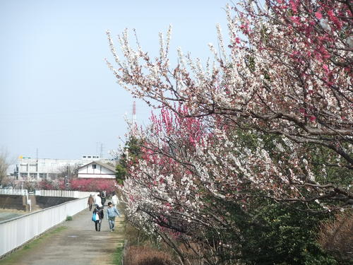 梅と桜..小出川を散歩!_b0137932_13255518.jpg