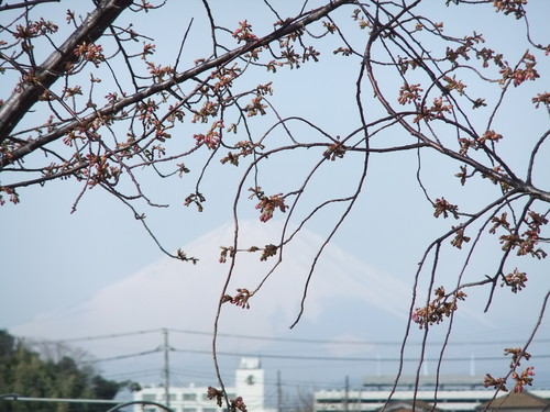 梅と桜..小出川を散歩!_b0137932_13391315.jpg