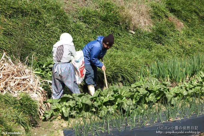 ジャガイモ！植え付け完了！！_d0140234_16505923.jpg