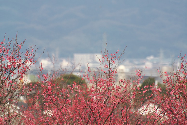 f0274536_08401.jpg
