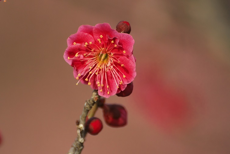 f0274536_085273.jpg