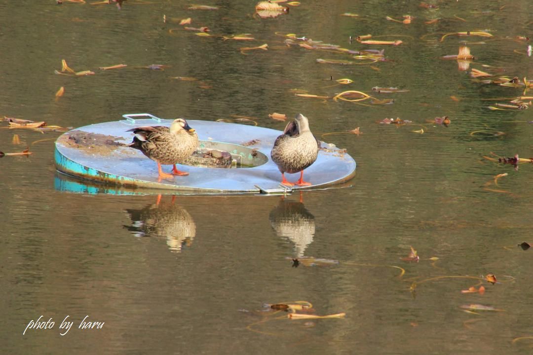 大池の主～白鳥くん_f0297537_18553320.jpg