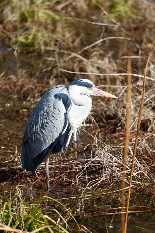 京都府立植物園で見かけた野鳥たち_b0325840_17331827.jpg