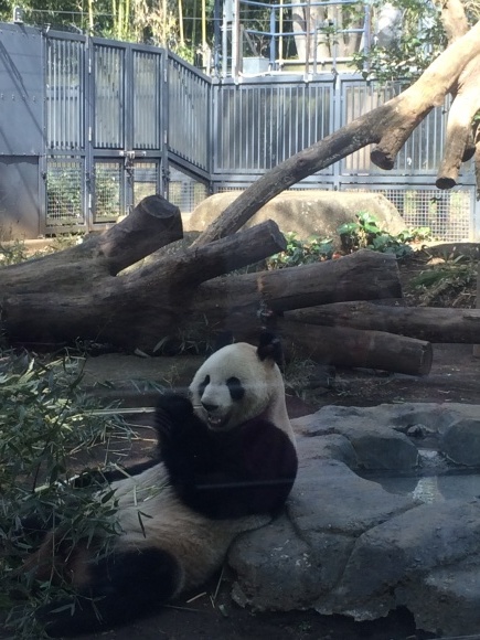 上野動物園に行ってみた。_f0342450_14445829.jpg