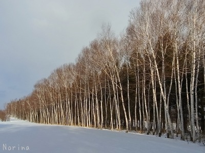 風の跡を追いかけて～美瑛スノーシュー_e0326953_17484121.jpg