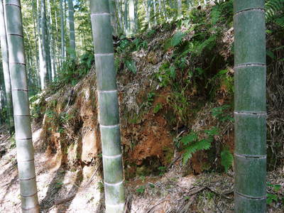 幻の白い「長生たけのこ」 今年もまもなく収穫です!直前取材 その2_a0254656_16591858.jpg