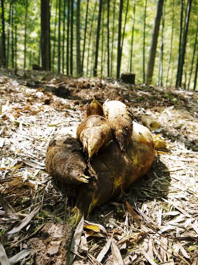幻の白い「長生たけのこ」 今年もまもなく収穫です!直前取材 その2_a0254656_18104951.jpg