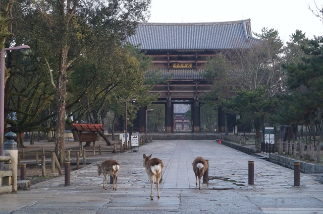 大華厳寺（東大寺）南大門_b0063958_1825470.jpg