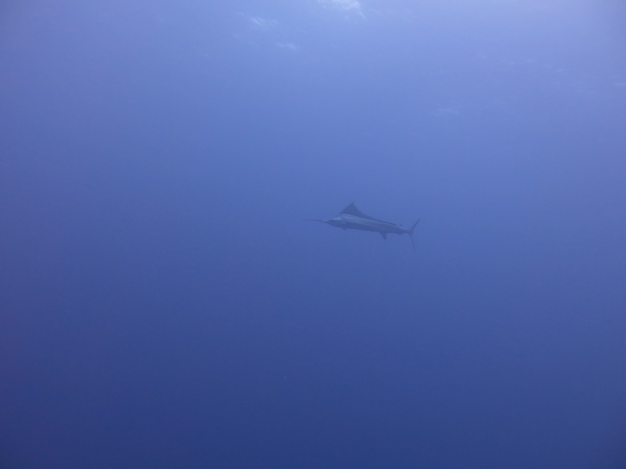 2月28日 よっ!!カジキ!_d0113459_20393389.jpg