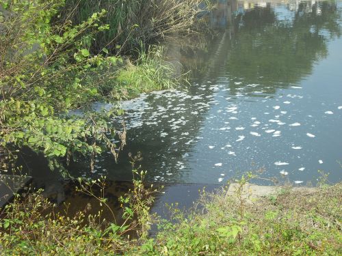 芝川　木崎・山崎支流（仮）をたどる②_b0206463_18572640.jpg