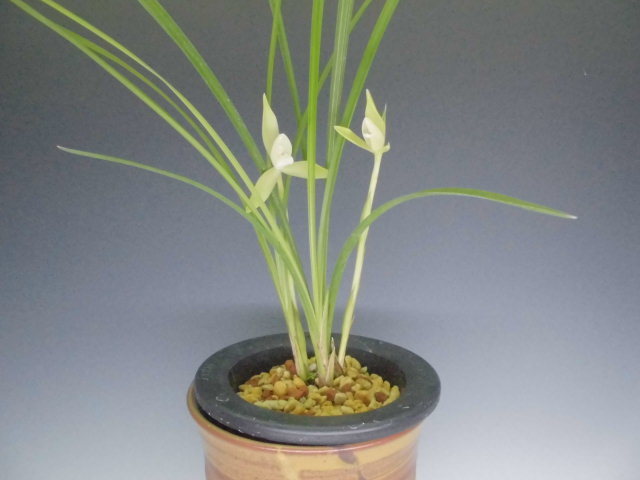 雪蘭 白雲 : DREAM GRASSES