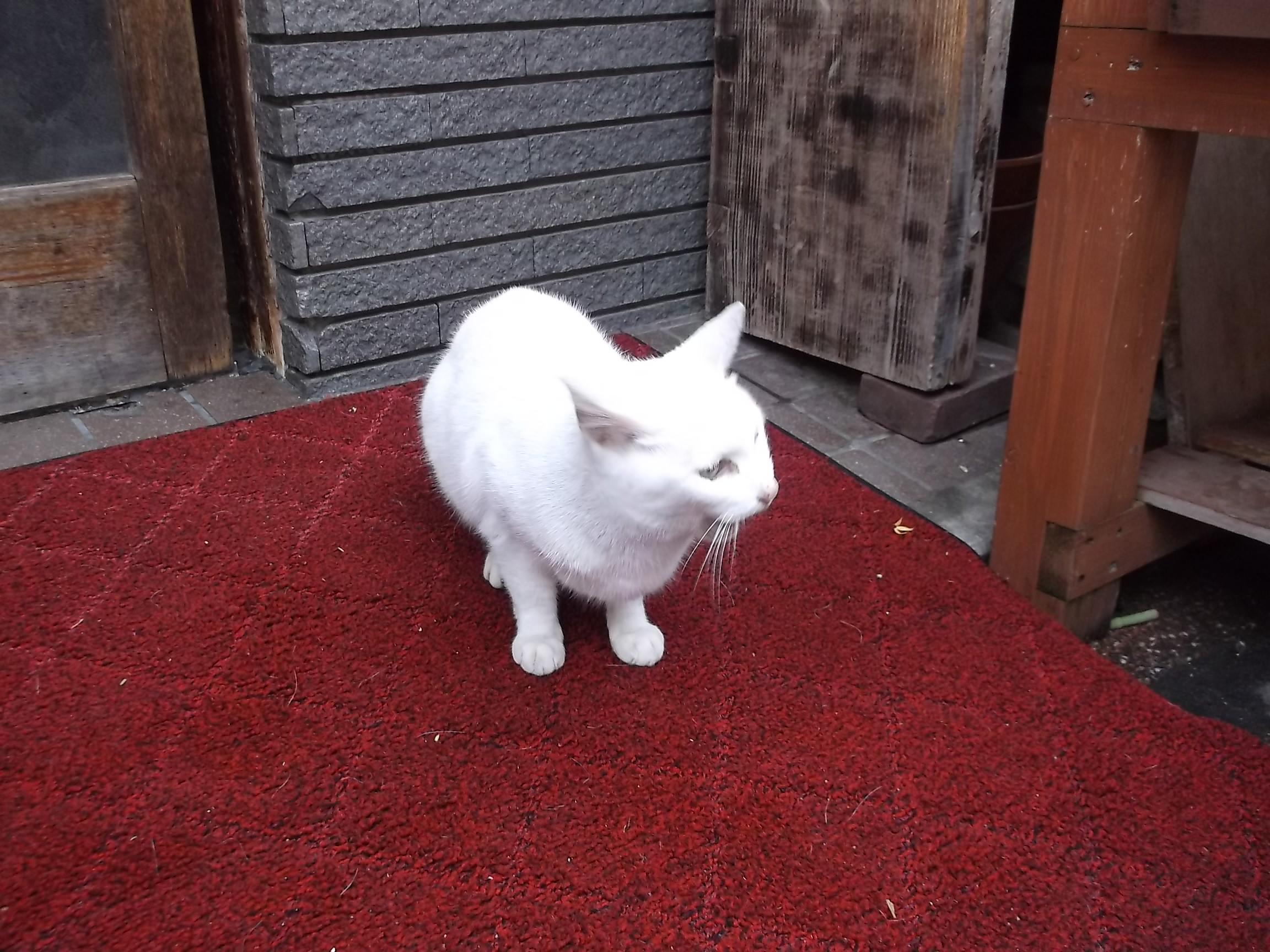 猫を題材とした作品１ ネコと文学と猫ブンガク