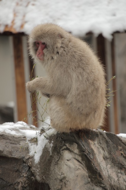 雪の動物園　ニホンザル_a0188771_21544622.jpg