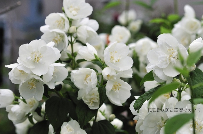 我が家の花木 judeの庭と薔薇のカヲリ 我が家の花木 judeの庭と薔薇のカヲリ